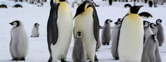 Google pingouin
