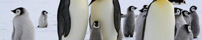 Google pingouin